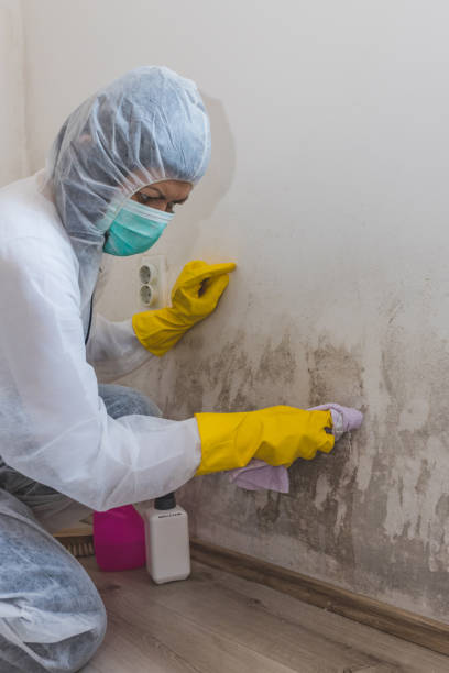 Best Post-Construction Mold Inspection  in Biltmore, TN